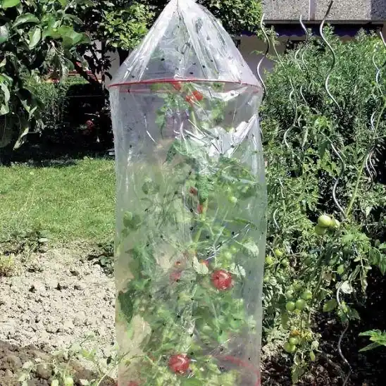 Top-Preis Tomatenhauben im 3er Set